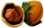 Lješnjaci